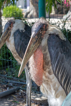 Marabou stork (Leptoptilos crumenifer) with a large beak and pink throat pouch in a zoo enclosure.