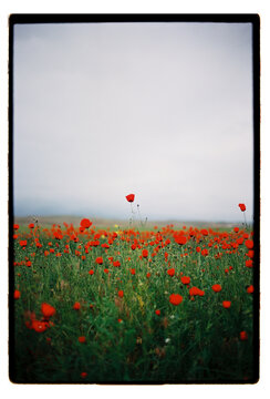 Red poppies blooming across a misty field at dawn