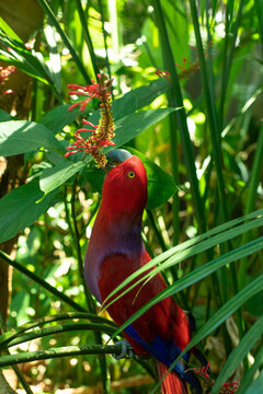 Eclectus parrot in natural habitat