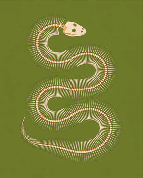 Stylized snake skeleton illustration on green background, vintage biology anatomy art, reptile bones poster, natural history design