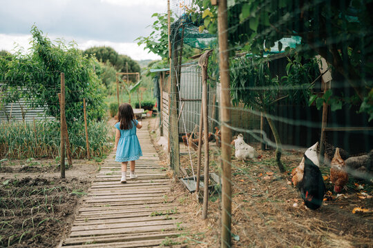 Little Girl Walking Through Organic Farm Garden with Chickens