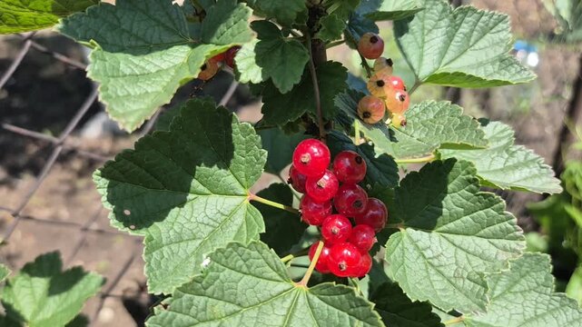 A close-up shot of a cluster of ripe, glossy red currants hanging on a branch surrounded by textured green leaves, with a few unripe yellowish berries nearby.