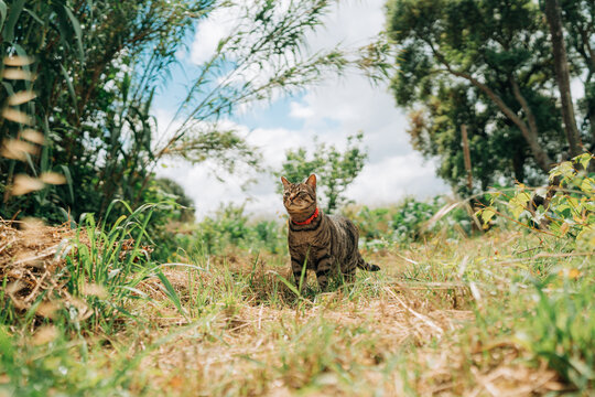 Tabby Cat Sitting in Sunny Garden Landscape