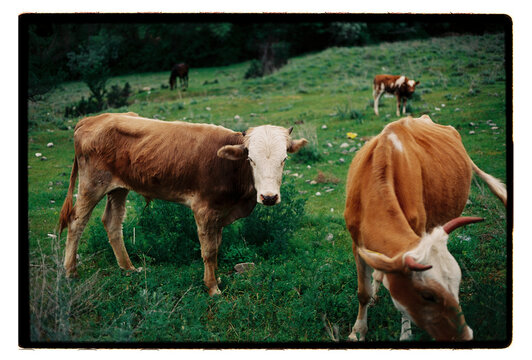 Cattle grazing in a spring pasture dotted with wildflowers