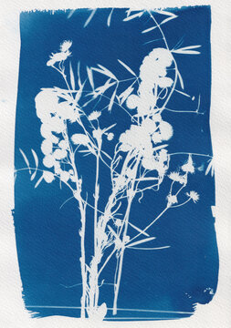 A Sun Print Created With Wild Flowers