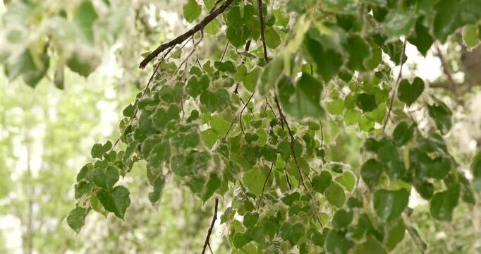 Cinematic close-up of trees covered in aphids and white poplar fluff during extreme heat. Shallow depth of field creates beautiful bokeh while highlighting ecological stress. 