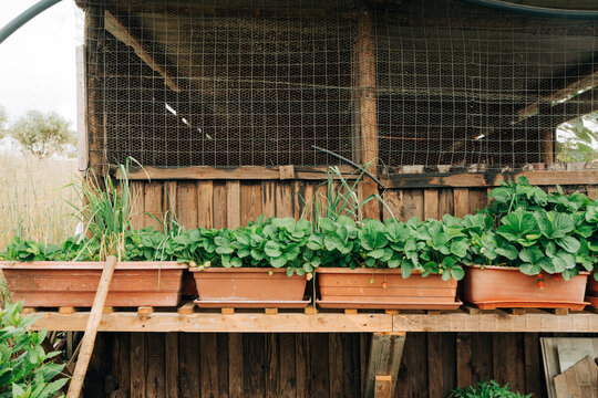 Strawberry Plants Growing in Containers on Rustic Farm Structure