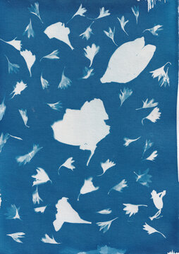 A Sun Print Created With Wild Flowers