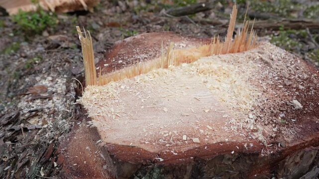Close-up of a Fresh Tree Stump with Dripping Resin in a Deforested Area. Detailed cross section of cut tree trunk showing growth rings and cracks

