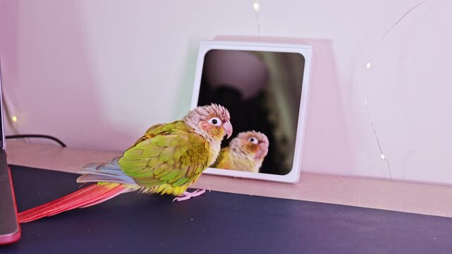 A parrot stands on a desk and looks curiously at its reflection in a small mirror. The room has soft lighting and is decorated simply. The parrot's colors stand out in the light.