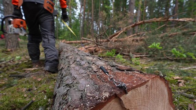Close-up of forestry tape measure hooked to spruce trunk and forestry worker in background.  Lumberjack logger worker in protective gear cutting firewood timber tree in forest with chainsaw

