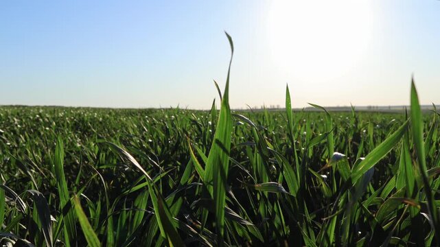 Winter Wheat Growing in a Field Under Sunlight Showing Healthy Green Plants and Clear Skies