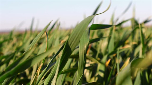Winter Wheat Grows in a Field Under the Clear Sky During Early Spring Months in Rural Farmland