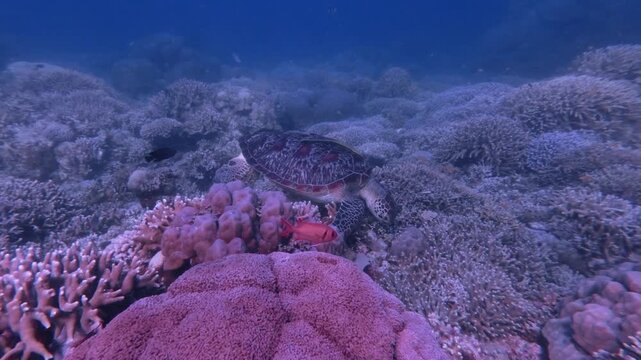 Serene underwater scene of a green sea turtle (Chelonia mydas) with a remora (Echeneidae) attached to its shell, intently searching for algae among dense corals in a bustling reef. Dauin, Philippines