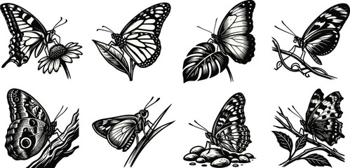 Vintage woodcut style butterfly collection with detailed monochrome insect illustrations on leaves and flowers isolated on white © MstShapla