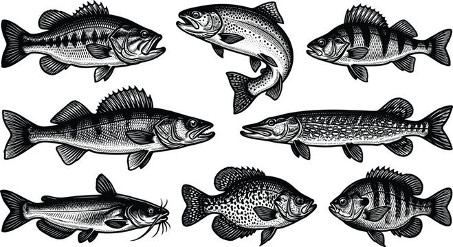 Vintage woodcut style freshwater fish collection with detailed monochrome illustrations of bass trout pike catfish and perch