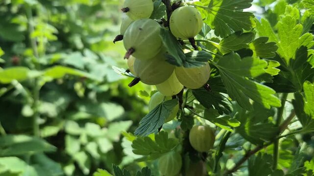 A close-up shot of a cluster of unripe, light green gooseberries hanging from a branch covered in textured green leaves under bright daylight in a lush garden.