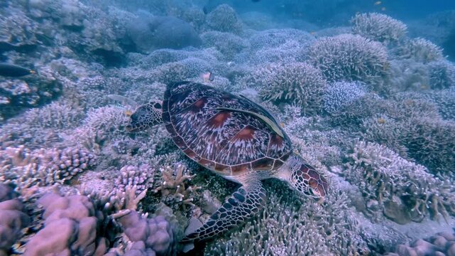 Diving pov orbit shot to a green sea turtle (chelonia mydas) searching for algae to eat among the dense corals while two remora (Echeneidae) cling to its shell. Dauin, Philippines