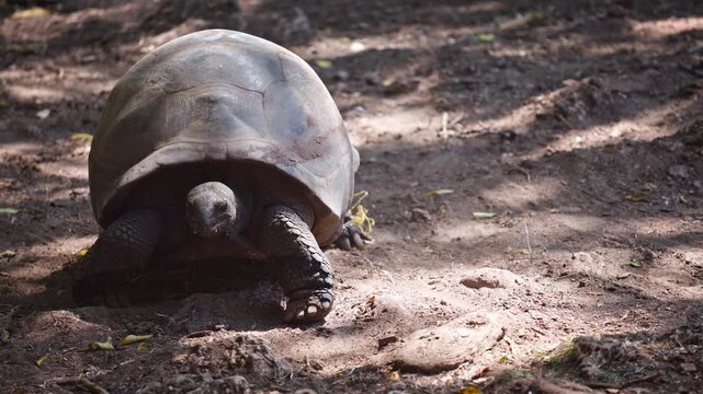 A giant tortoise moves slowly across the forest floor in Tanzania, with dappled sunlight highlighting its shell. Perfect for wildlife documentaries or educational content.