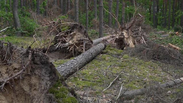 The root of a large tree that was uprooted by a hurricane. A fallen tree lies on the ground in lush forest, illustrating the impact of hurricane during summer.  
