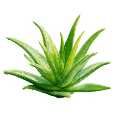Fototapeta premium Aloe vera plant with water droplets in bright studio lighting symbolizing natural healing and wellness