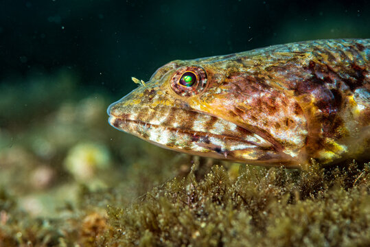 Fish lizard  (Synodus saurus) in mediterranea sea