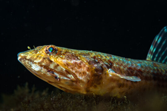 Fish lizard  (Synodus saurus) in mediterranea sea
