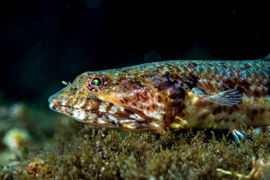 Fish lizard  (Synodus saurus) in mediterranea sea