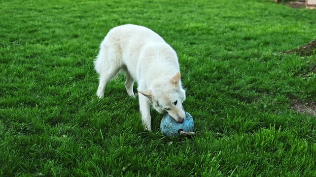 A white wolf is engaging with a blue ball while exploring a green lawn in a backyard setting. The sun shines down and creates a lively atmosphere for play.