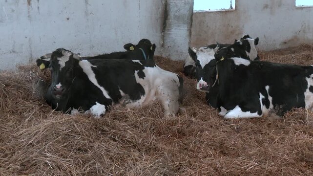A herd of cattle lying on top of a pile of hay. Milk cows lying on the ground having a rest on a farm
