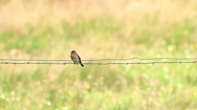 male european stonechat with dark cap, A male european stonechat on a wire fence, soft yellow-green background, songbird on a fence at the edge of a field, Saxicola rubicola