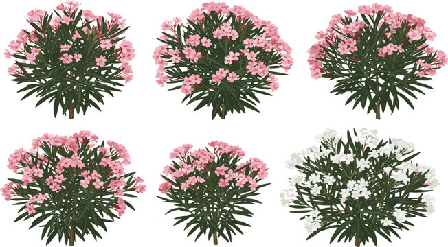 Oleander Flower Bush Set Flat Vector Illustration with Isolated Green Nerium Shrubs Blooming with Pink and White Flowers Elements on White Background