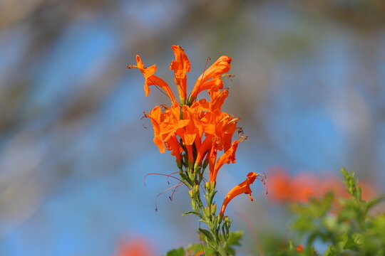 Orange trumpet vine flower with blue sky background. (Scientific name Tecoma stans)