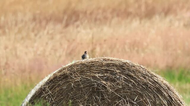 A male black-throated robin is preening itself, soft orange background, heat haze, male european stonechat with dark cap, songbird on a hay bale at the edge of a field, Saxicola rubicola