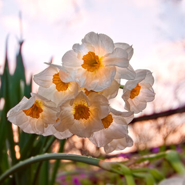Clusters of  heirloom daffodil on a warm evening in early spring showcasing bright colors and natural beauty