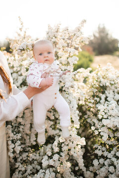 Cute little baby under 1 year old on mother hands in white blooming flowers outdoors close up. Springtime. Childhood.