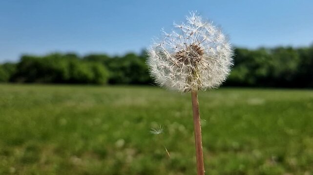 Blowing a Dandelion, its scientific name is Taraxacum near Martely in Hungary