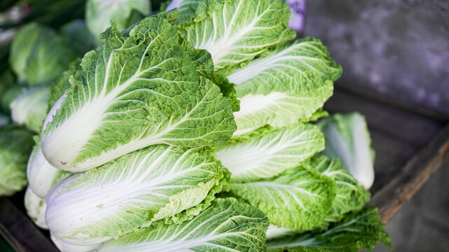 Fresh napa cabbage leaves showing healthy organic produce