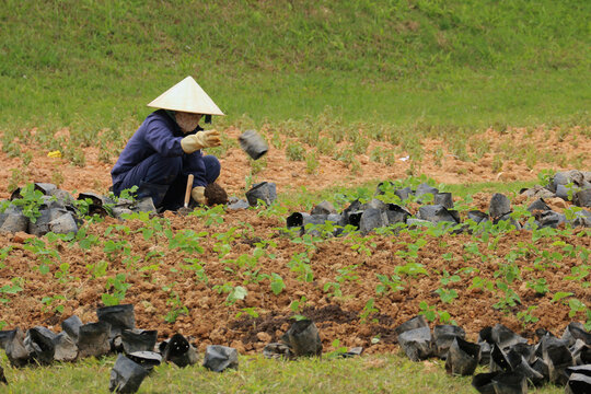  Woman gardener planting flowers  in Dalat, Vietnam