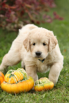 Adorable gold retriever puppy with pumpkins
