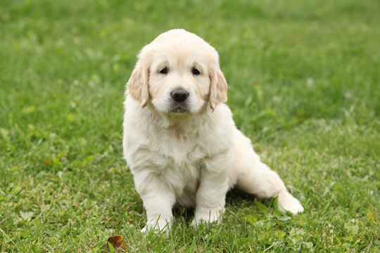 Amazing puppy of gold retriever in the garden