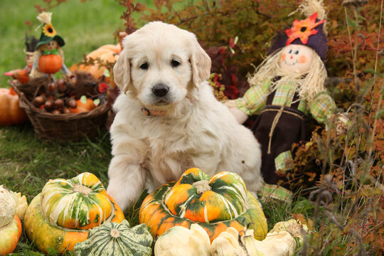 Adorable gold retriever puppy with pumpkins