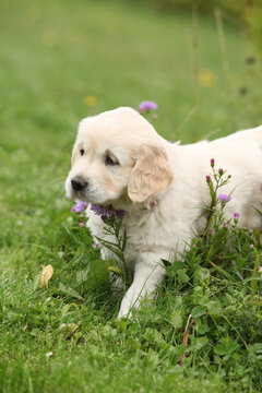 Amazing puppy of gold retriever with flowers in the garden