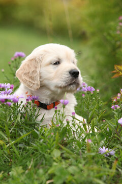 Amazing puppy of gold retriever with flowers in the garden