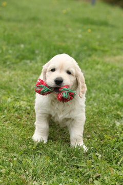 Amazing puppy of gold retriever with a toy in the garden
