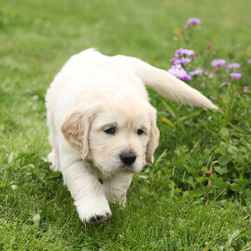 Amazing puppy of gold retriever with flowers in the garden