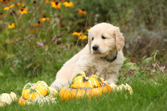 Adorable gold retriever puppy with pumpkins