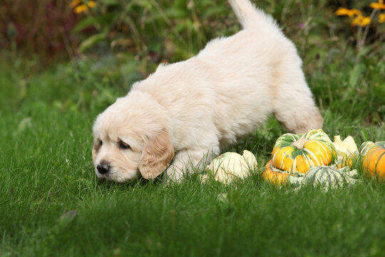 Adorable gold retriever puppy with pumpkins