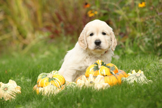 Adorable gold retriever puppy with pumpkins