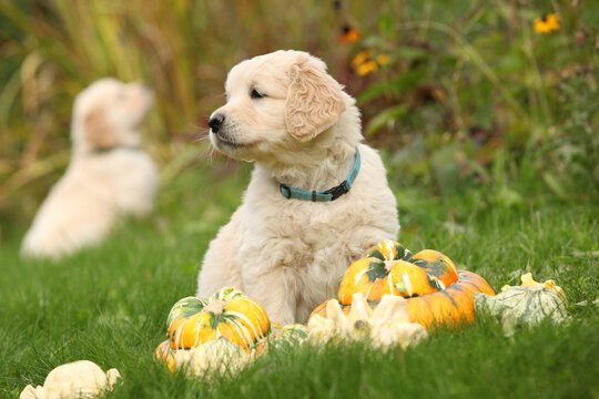Adorable gold retriever puppy with pumpkins